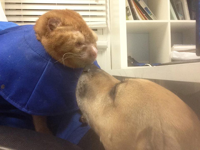 Este gato rescatado de un incendio ahora cuida de otros animales en el hospital de mascotas