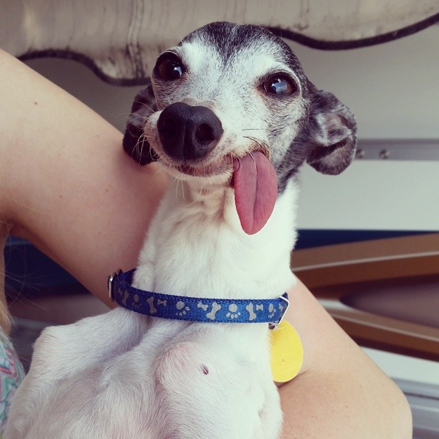 Este es Zappa, un perro con la lengua fuera que se parece a Syd el perezoso