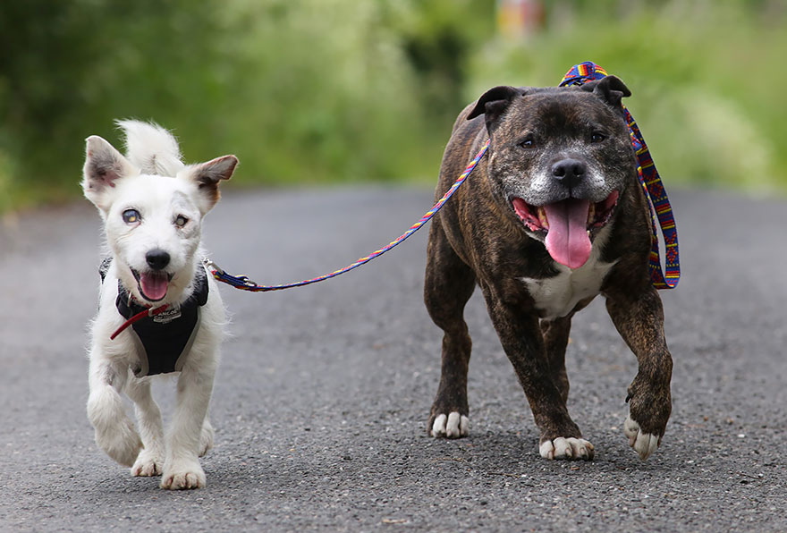 Este perro ciego tiene su propio perro guía y ambos amigos buscan un hogar