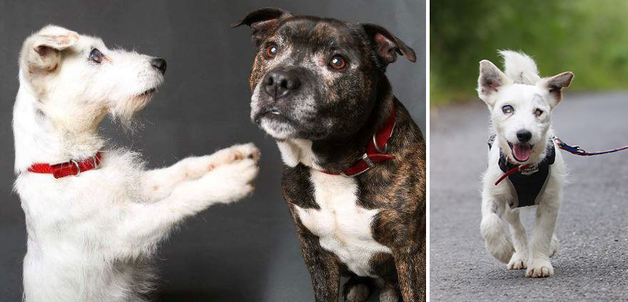 Este perro ciego tiene su propio perro guía y ambos amigos buscan un hogar