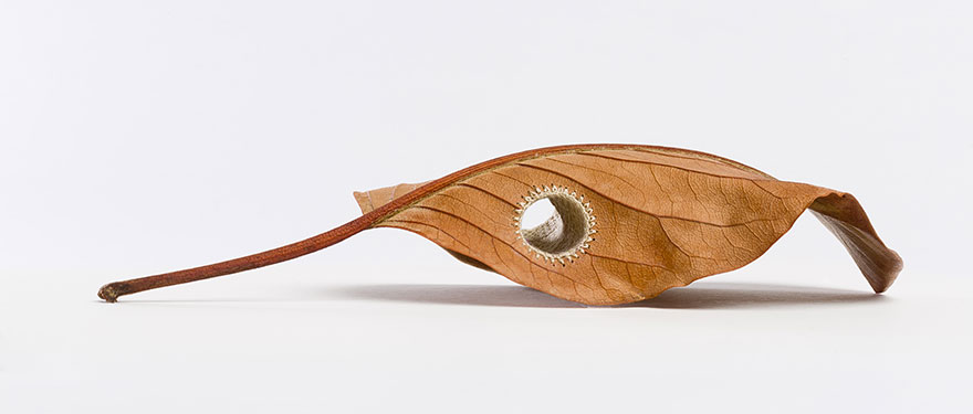 Delicadas hojas decoradas con ganchillo, por Susanna Bauer