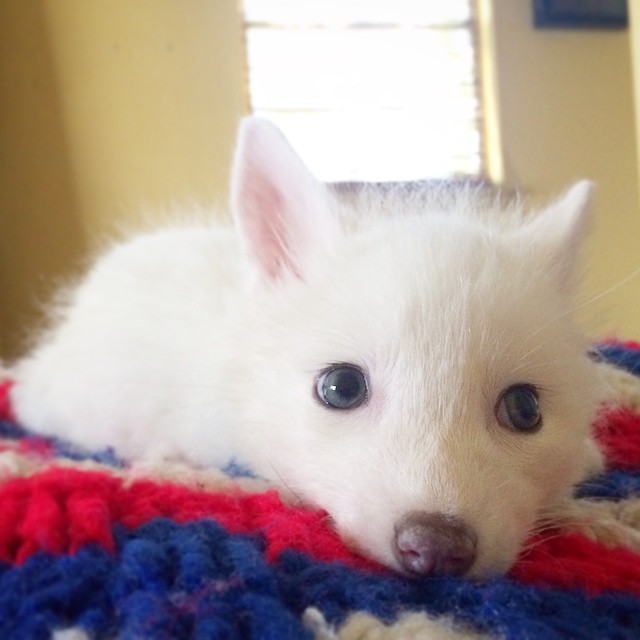Rylai, el zorro blanco más adorable de internet, sigue creciendo