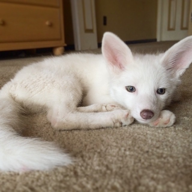 Rylai, el zorro blanco más adorable de internet, sigue creciendo