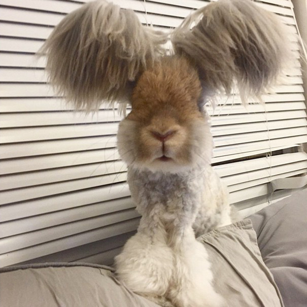 Este es Wally, el conejo de Angora de enormes orejas aladas