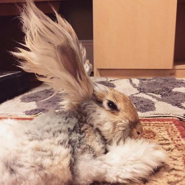 Este es Wally, el conejo de Angora de enormes orejas aladas