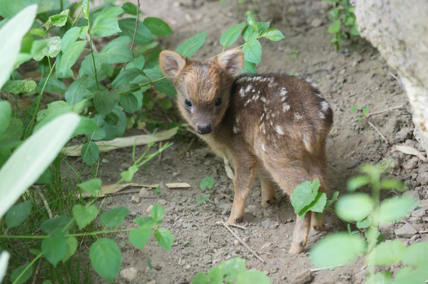 Este diminuto ciervo de la especie más pequeña del mundo solo pesa medio kilo y ha nacido en un zoo neoyorkino