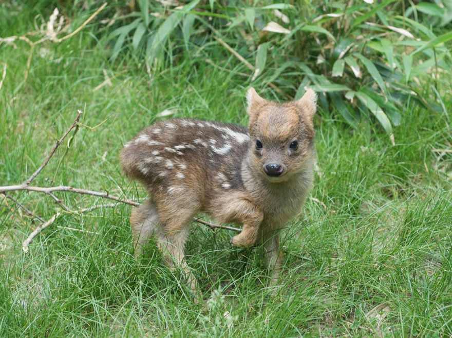 Este diminuto ciervo de la especie más pequeña del mundo solo pesa medio kilo y ha nacido en un zoo neoyorkino