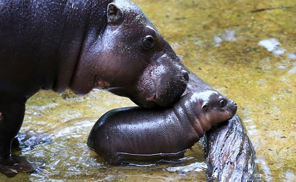 Esta cría de hipopótamo pigmeo aprende a nadar en un zoo australiano