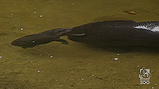 Esta cría de hipopótamo pigmeo aprende a nadar en un zoo australiano