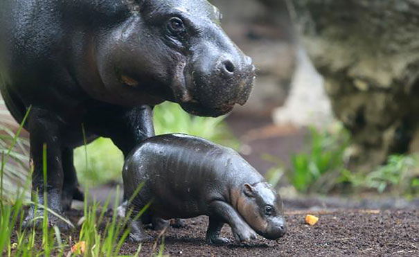 cria-hipopotamo-pigmeo-obi-zoo-melbourne (4)
