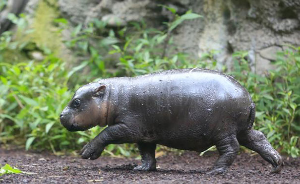 cria-hipopotamo-pigmeo-obi-zoo-melbourne (5)