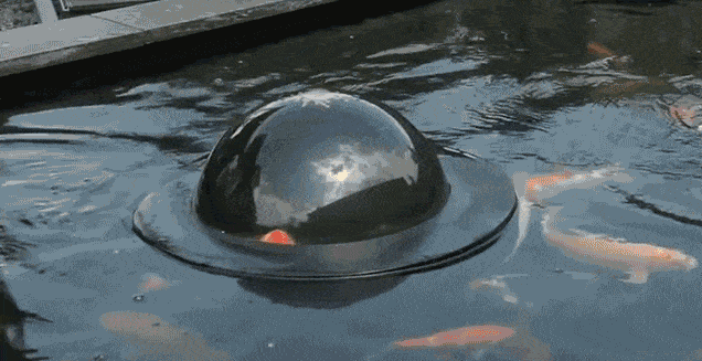 Esta cúpula flotante transparente permite que los peces puedan ver el mundo en la superficie