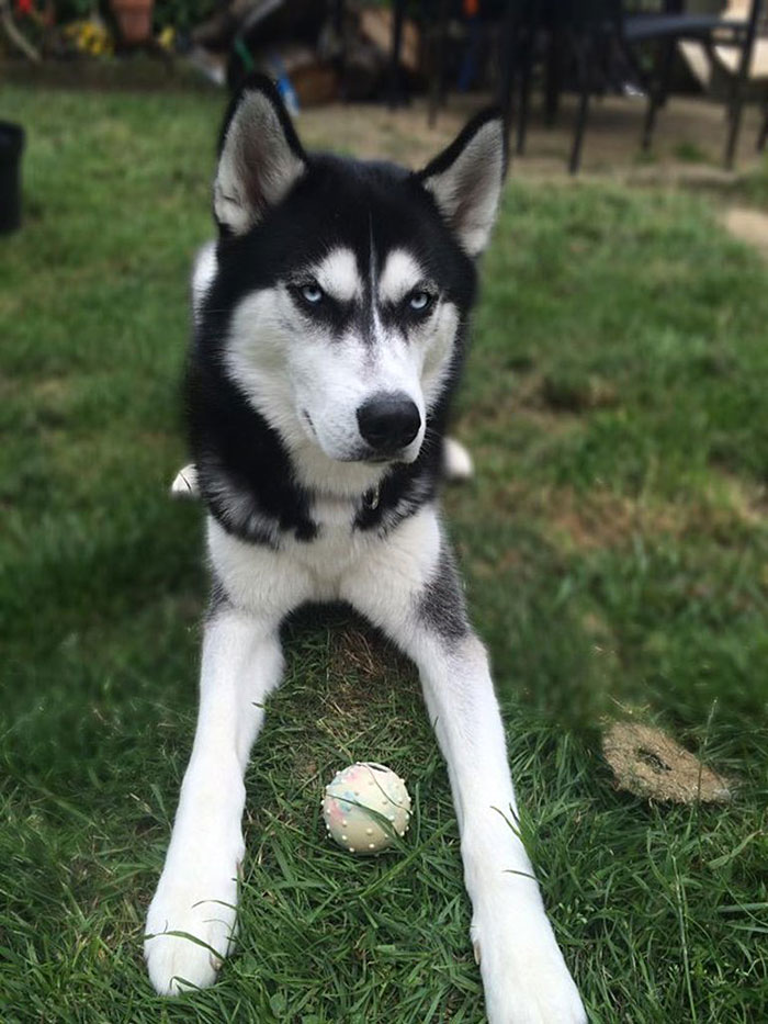 Su dueña simuló lanzar una pelota y captó el momento exacto en el que su perro se dio cuenta del engaño