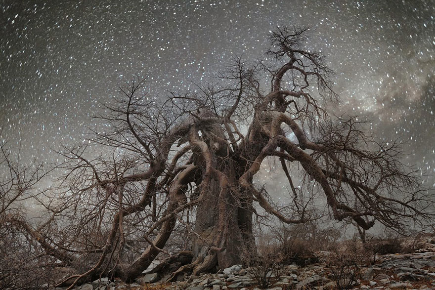 Beth Moon fotografía los árboles más viejos del mundo a la luz de las estrellas