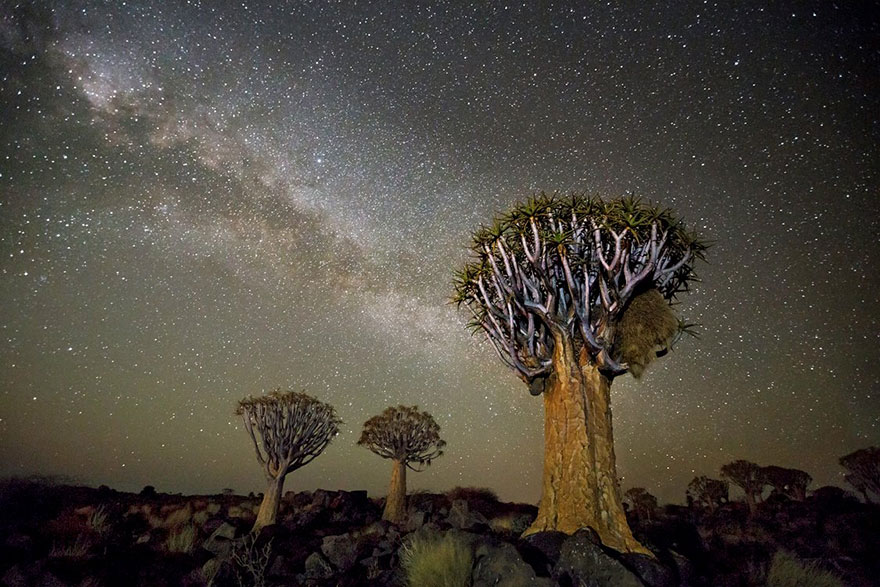 Beth Moon fotografía los árboles más viejos del mundo a la luz de las estrellas