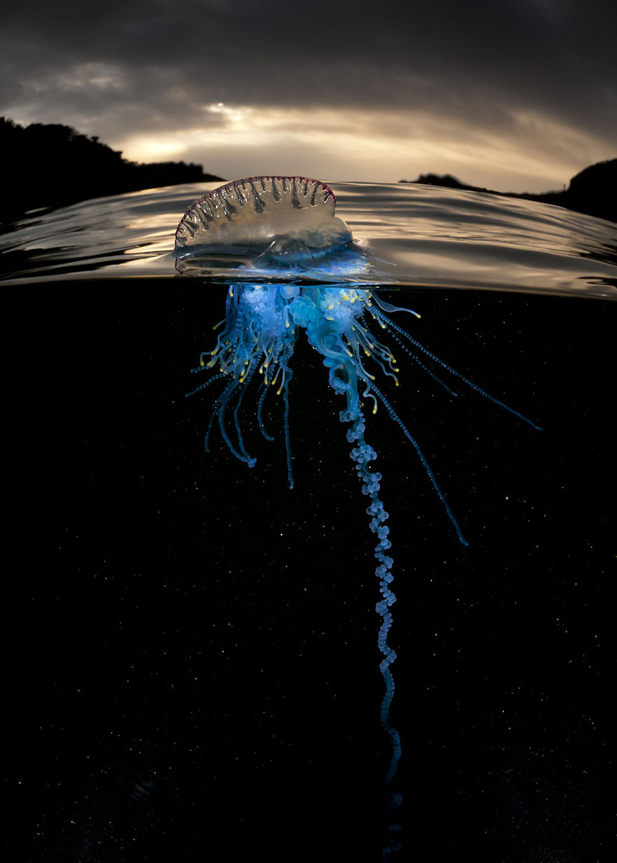 Un universo paralelo: Mis fotos medio bajo el agua muestran lo que se esconde bajo las olas
