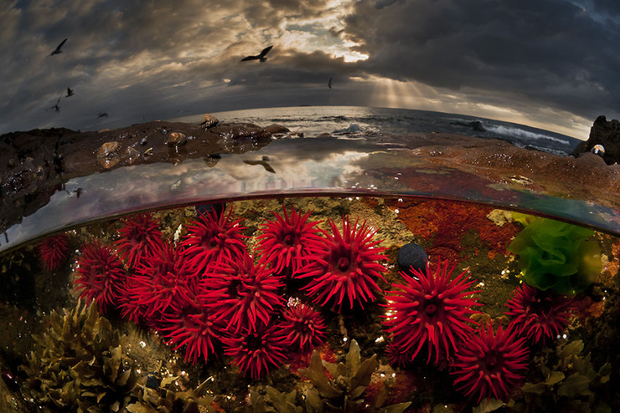 Un universo paralelo: Mis fotos medio bajo el agua muestran lo que se esconde bajo las olas