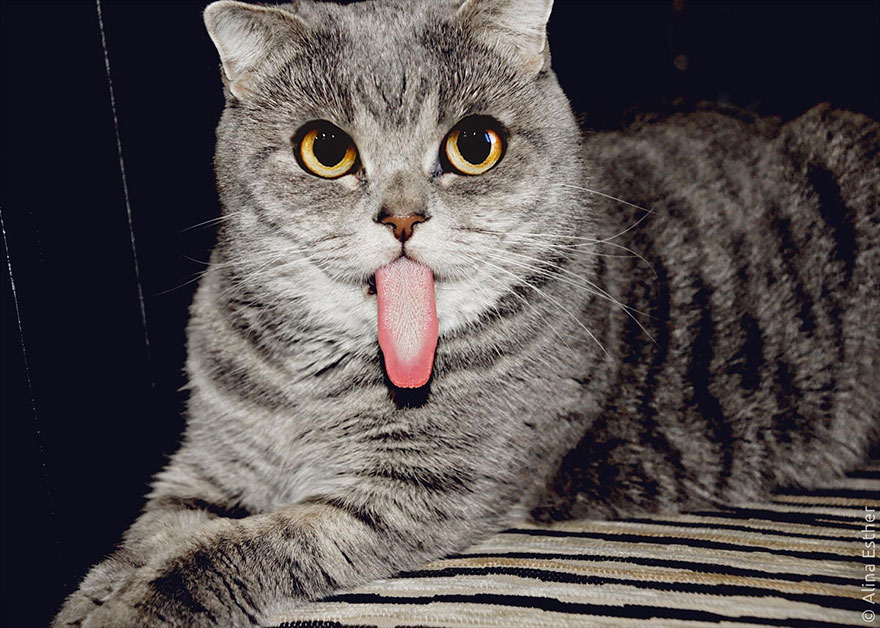 Esta es Melissa, la gata "Einstein" a la que le encanta sacar la lengua