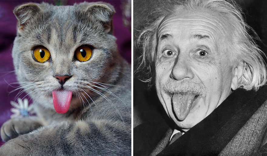 Esta es Melissa, la gata "Einstein" a la que le encanta sacar la lengua
