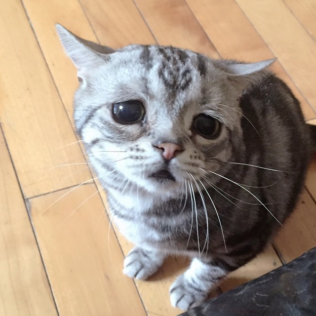 El gato más triste de todo internet