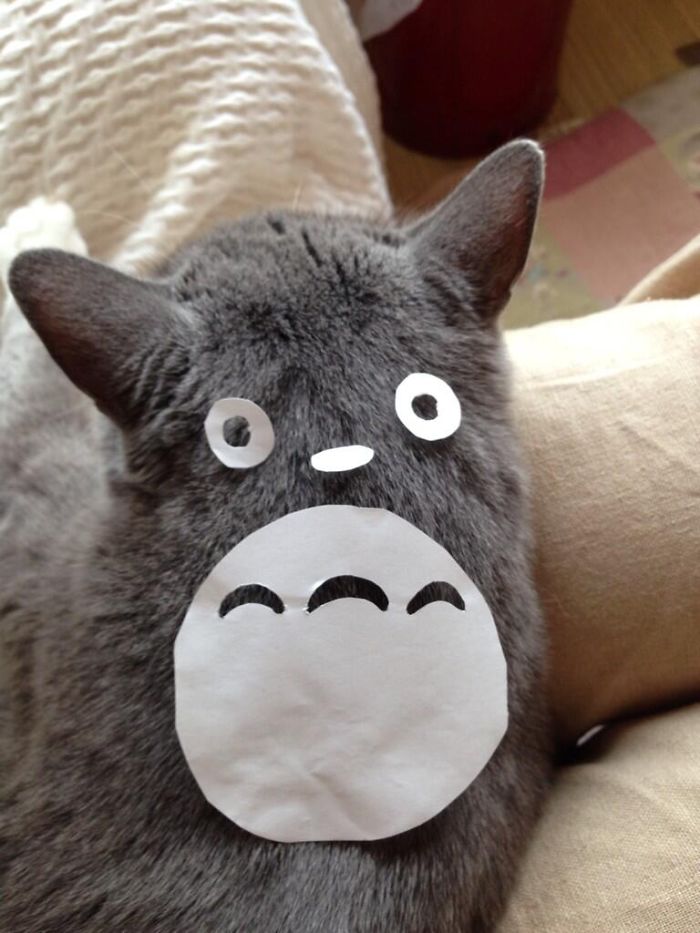 Los dueños de Japón están convirtiendo a sus gatos en Totoro
