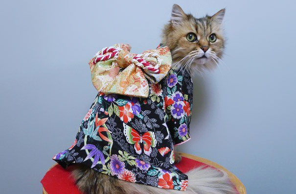 Los gatos con kimono son la moda más popular en Japón