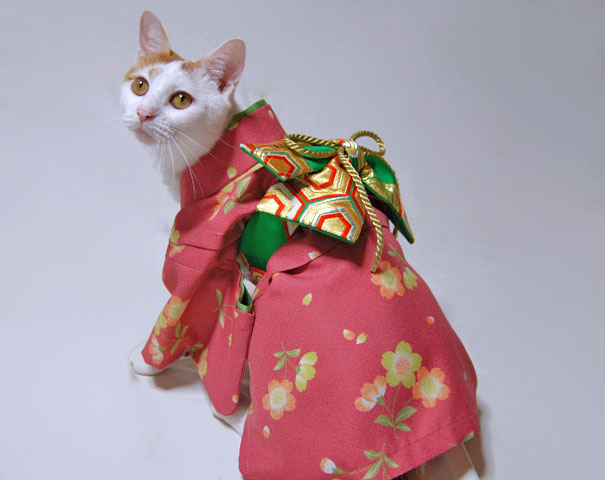 Los gatos con kimono son la moda más popular en Japón