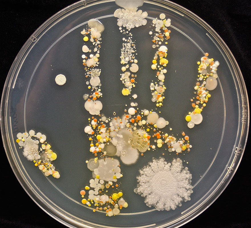 Estos son los microbios en la huella de la mano de un niño de 8 años tras estar jugando fuera