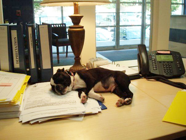Hoy es el día nacional de Lleva tu perro al trabajo (18 fotos)