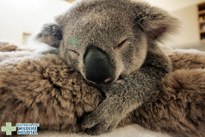 Este bebé koala abraza a su madre inconsciente durante la operación para salvar su vida
