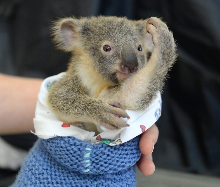Este bebé koala abraza a su madre inconsciente durante la operación para salvar su vida