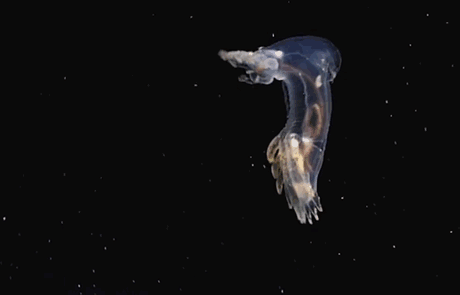 Descubiertas extrañas criaturas marinas nunca vistas a más de 6000 metros de profundidad en la Fosa de Puerto Rico