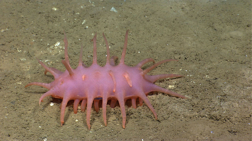 Descubiertas extrañas criaturas marinas nunca vistas a más de 6000 metros de profundidad en la Fosa de Puerto Rico
