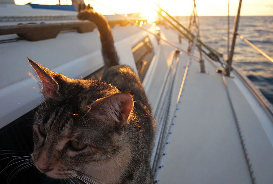 pareja-viajes-mundo-barco-gato-matt-jessica-johnson (15)