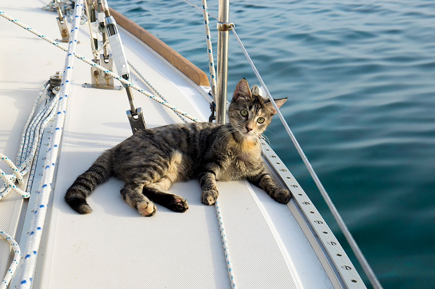 pareja-viajes-mundo-barco-gato-matt-jessica-johnson (24)