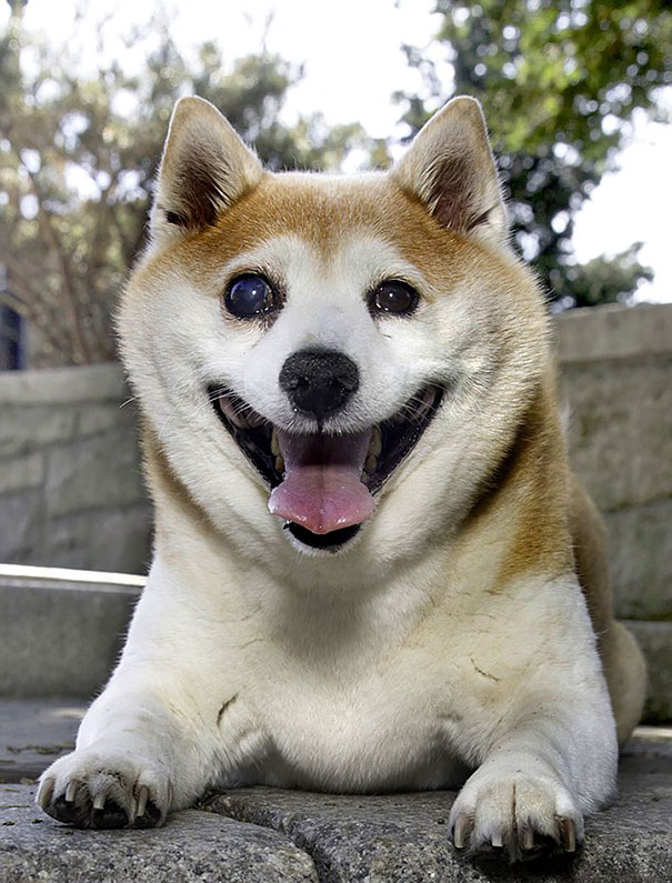 Este es Cinnamon, un perro feliz que nunca deja de sonreír a pesar de sus enfermedades