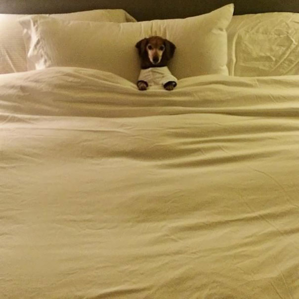 20 Perros dormilones que no te van a dejar dormir en tu cama esta noche