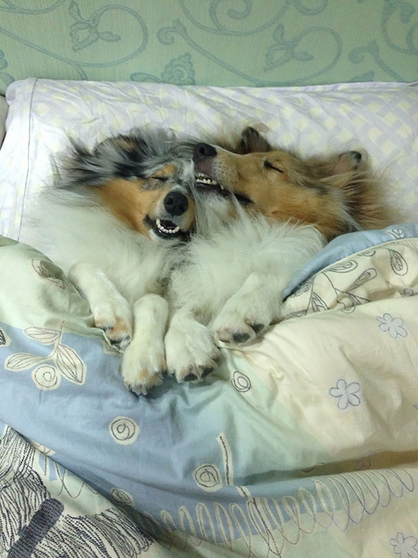 perros-durmiendo-camas-duenos (3)