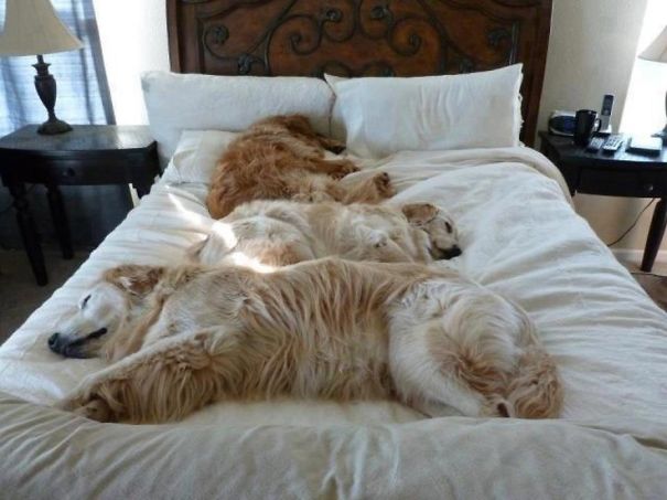perros-durmiendo-camas-duenos (7)