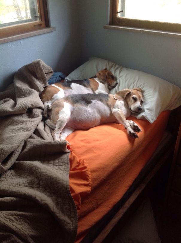 perros-durmiendo-camas-duenos (9)