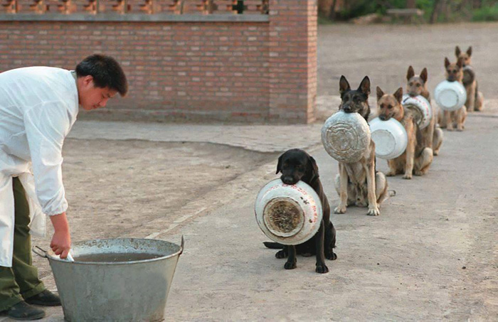 Estos perros policía de China esperando su comida hacen fila mejor que mucha gente