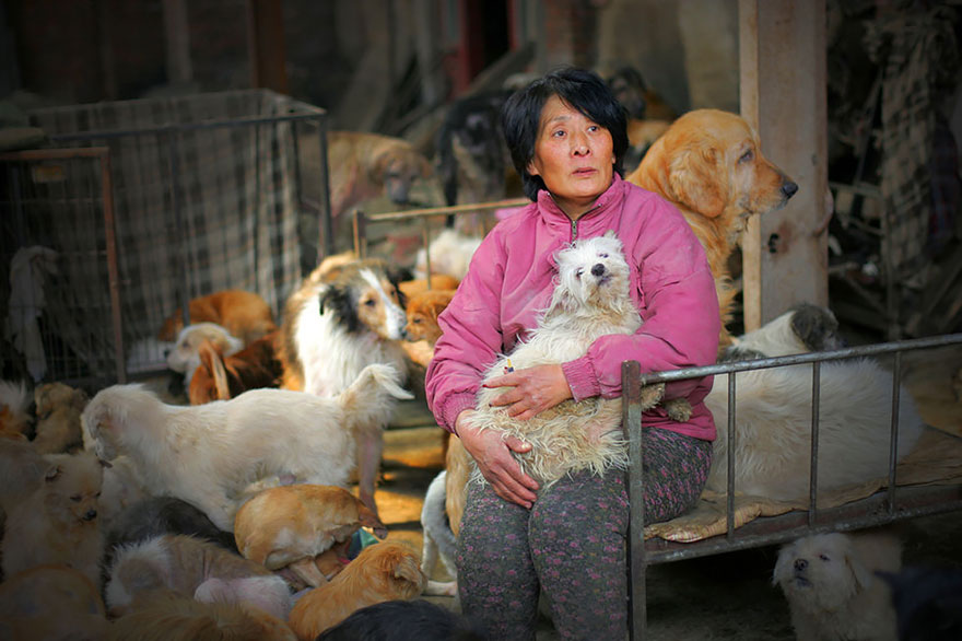 perros-rescatados-festival-yulin-china (1)