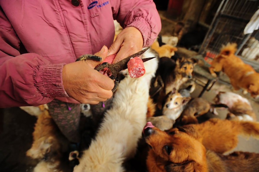 Esta mujer china viajó 2400 kms y pagó casi 1000 € para salvar a 100 perros de un festival donde iban a comerlos