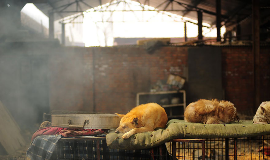 perros-rescatados-festival-yulin-china (15)