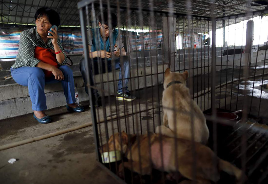 perros-rescatados-festival-yulin-china (18)