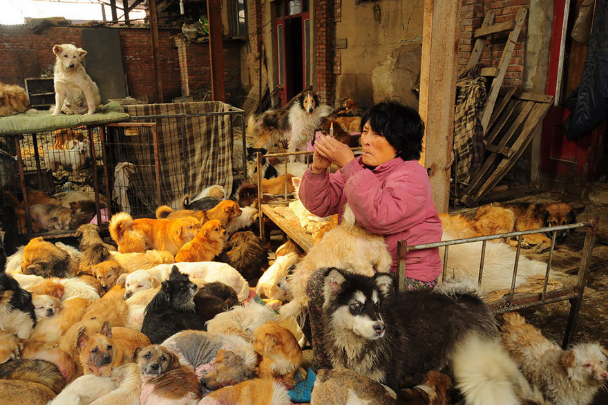 perros-rescatados-festival-yulin-china (2)