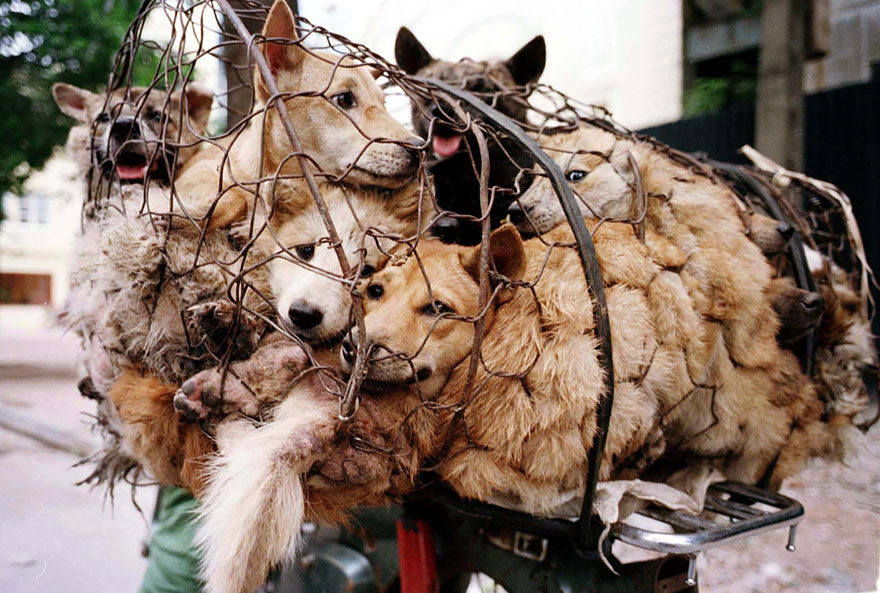 perros-rescatados-festival-yulin-china (21)