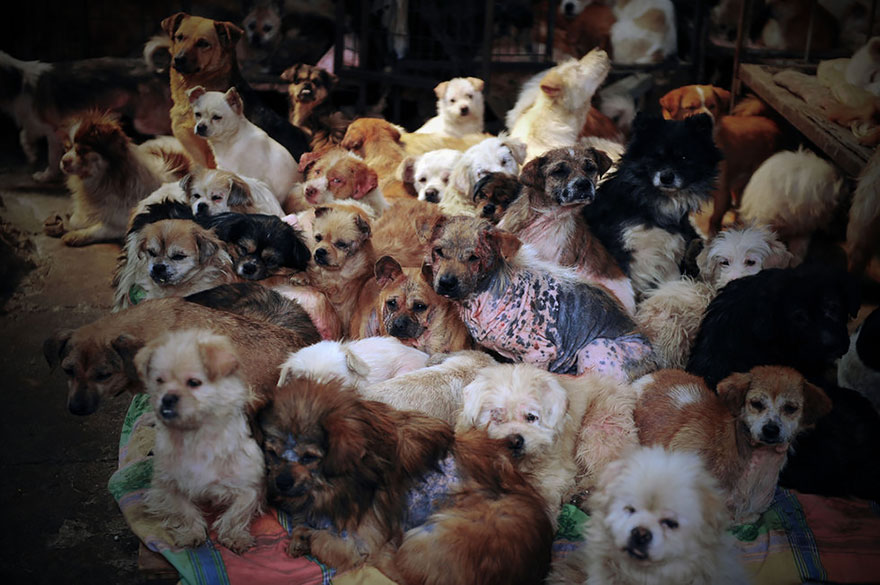 perros-rescatados-festival-yulin-china (3)