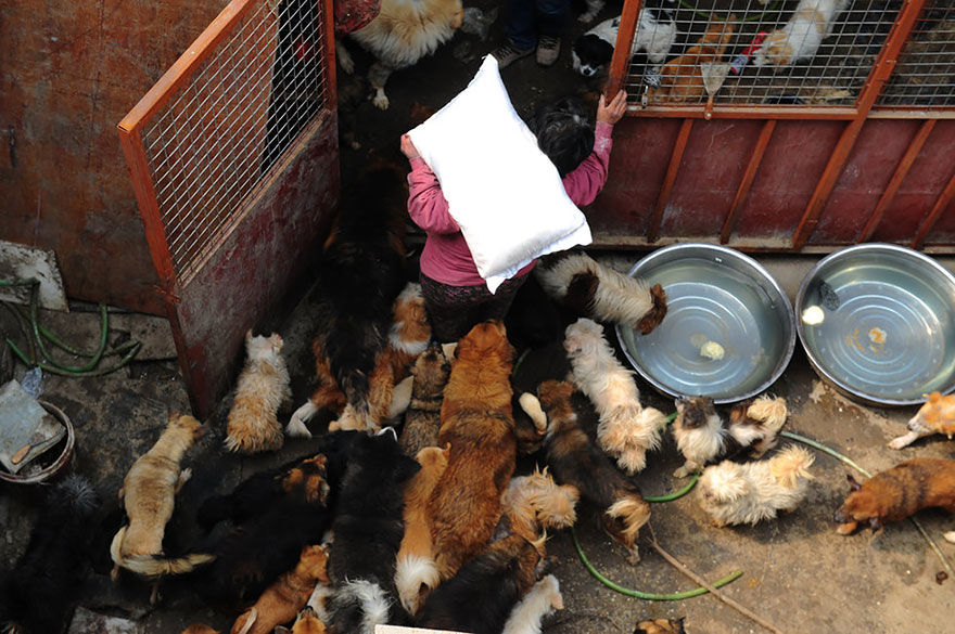 perros-rescatados-festival-yulin-china (5)