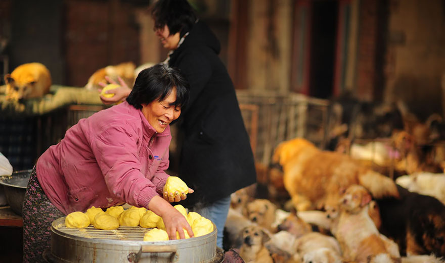 Esta mujer china viajó 2400 kms y pagó casi 1000 € para salvar a 100 perros de un festival donde iban a comerlos